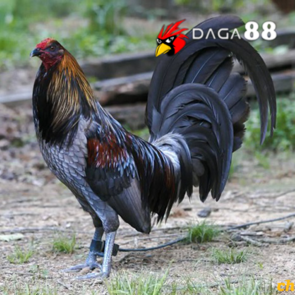 Khám Phá 5 Dòng Gà Đá Phổ Biến: Đặc Trưng, Trường Gà Nổi Tiếng và Những Bậc Thầy Huấn Luyện